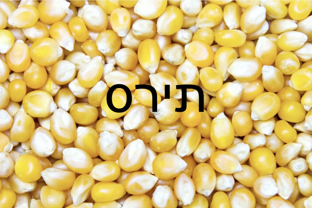 תירס