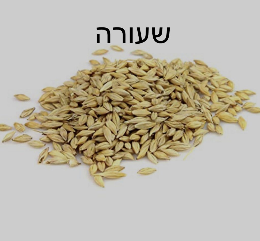 שעורה