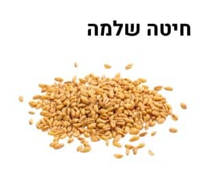 חיטה שלמה 25 ק"ג
