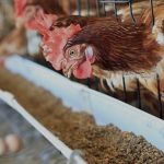 תערובת לתרנגולות